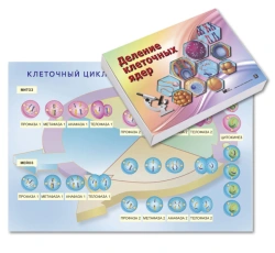 Magnetic poster "Cell cycle. Division of cell nuclei" with a box of cards, methodical recommendations.