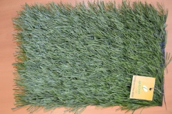 Artificial grass Optigrass Ultra 40 MF