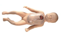 Newborn model for central and peripheral vein catheterisation L67B
