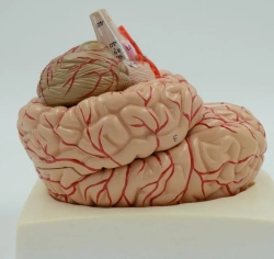 Life-size model of brain with artery and nerves, 9 parts PP1001A