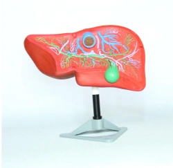 Liver model, ROST-12008