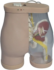 Model for practising skills of I/M injections, T2