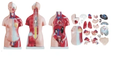 Torso (unisex), 45 cm, 23 parts, T1008