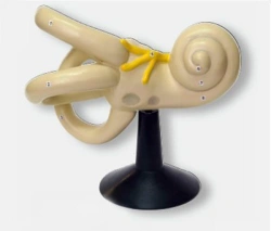 Enlarged model of bony labyrinth of inner ear, 17205