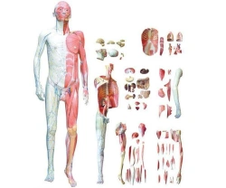 Multilayer anatomy of human body with model of internal organs, 10001-1
