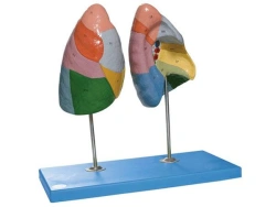 Lung model 13010-1