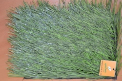 Artificial grass Optigrass LSR 60 MF