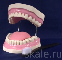 Dental care model OC6502/K2