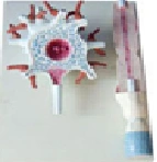 Model of neuron 18001