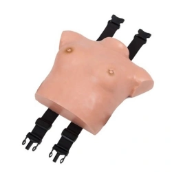 Exam model of mammary glands 14B