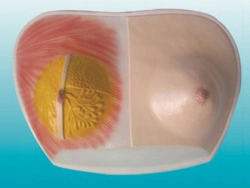 Mammary gland and chest wall model 15116