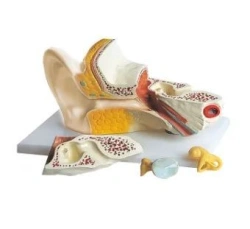 Ear model 4 parts, 17201-2