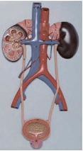 Model of the urinary system, 14001