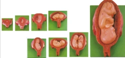 Stages of Embryonic Development 42005/ GP6637