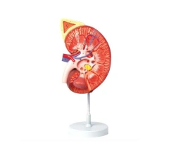 Kidney and adrenal gland model (3:1) 14006-1