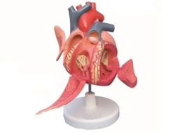 Model of conductive system of heart, 16014