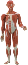 Anatomical model of human body with internal organs 178 cm, art.11301-1