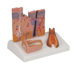 Skin section model S9002