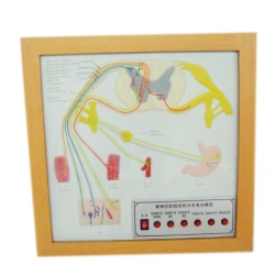 Model of spinal nerve (electronic), 18224