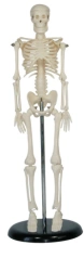 Human skeleton 45cm, SK1103