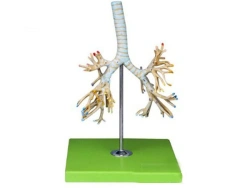 Model of bronchi, art. 13007