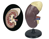 Kidney and adrenal model, 14006-2