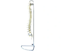 Spinal cord model (11106-1 flexible, 11106-2 non-flexible) 11106