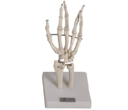 Bones of the hand joints, item 11201-3