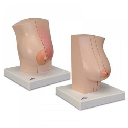 Model of anterior chest wall and breast 15117