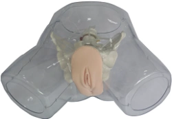 Transparent model for curettage, T32