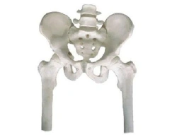 Bones of pelvis with 2 vertebrae and femur, item No.11129-1