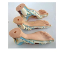 Foot Model (Normal Foot, Flat Foot, Vaulted Foot), 11310