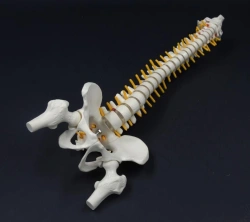 Spine with pelvic bones (non-flexible), 11104-2
