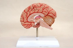 Model of the right hemisphere of the brain 18205-2