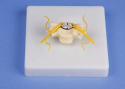 Enlarged cross-sectional model of spinal cord, 18104