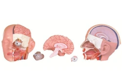 Anatomical head model (5 parts),item 18234