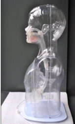 Transparent model for gastric lavage, A3