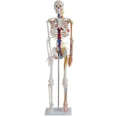 Human skeleton with blood vessels and nerves 85cm, 11101-4