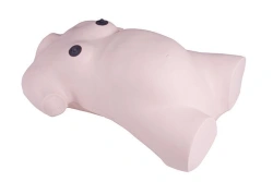 Maternity exam preparation model, GP6630