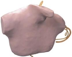 Mannequin for central vein catheterisation (chest part, neck), L68B