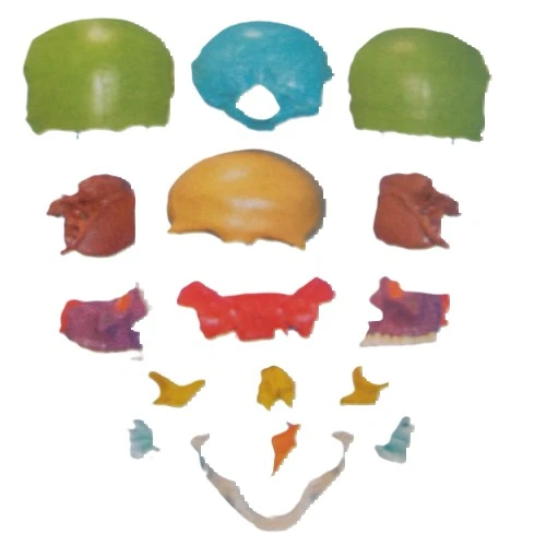 Colorful Assembled Skull Model (16 Parts) - 11117-1