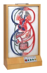 Electric model of big and small circles of blood circulation, 16003