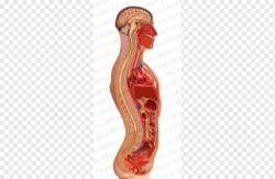 Anatomical model of sagittal section of human body, 3005