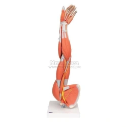 Arm model with muscles, large vessels and nerves 11307