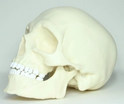 Model Human Skull (one colour), ROST-11110