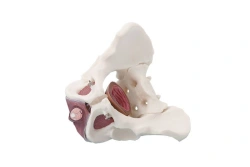 Model of male pelvis with pelvic floor muscles, 15114-2