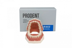 Standard dental jaw model, 32 teeth PD-M32