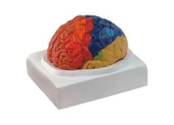 Cortex positioning model, 18205
