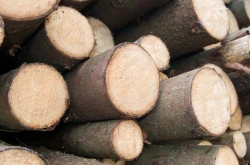 Spruce-Fir Balances for Accurate Weighing