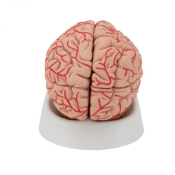 Human brain with arteries, B10006